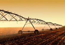 Irrigation system Lindze linear - Watering of peas