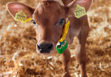 Brown swiss calf up to 90 days