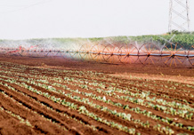 Irrigation system Rainy wings BK - Watering of paprika