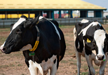 Holstein milking cow