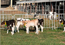 Calves up to 90 days in the grassy field for walking