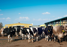 Dry cows