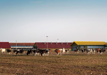 In-calf heifers on pasture